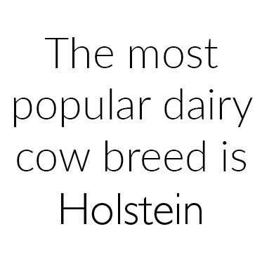 Dairy Suppliers - Most popular cow breed